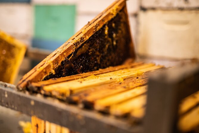 30-Minute Guided Honey Tasting Activity in Melini - Maria’s bee lesson style: clear, friendly, and kid-proof