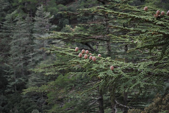 Beauty, Nature and Charm of Troodos Mountains from Paphos - Stop 5: Millomeris Waterfalls Trail and the Short Hike Reset