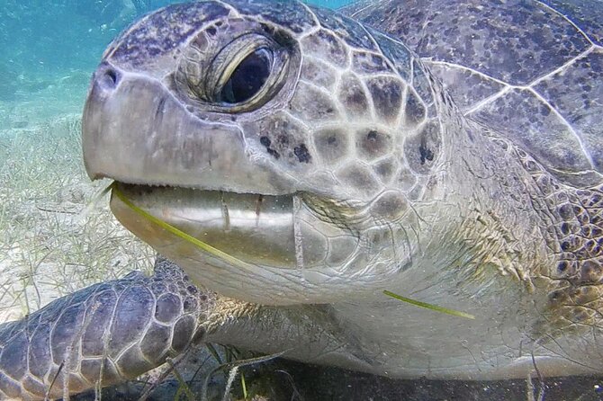 Discover Scuba Diving - Who This Experience Suits Best (and Who Might Wait)