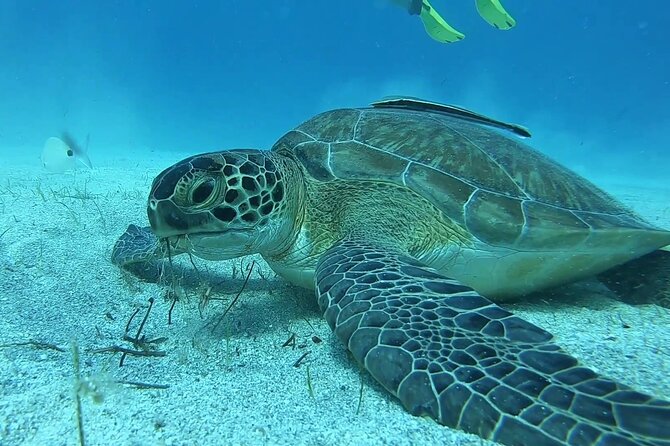 Discover SCUBA Diving with Pissouri Bay Divers - What makes this one a smart bet