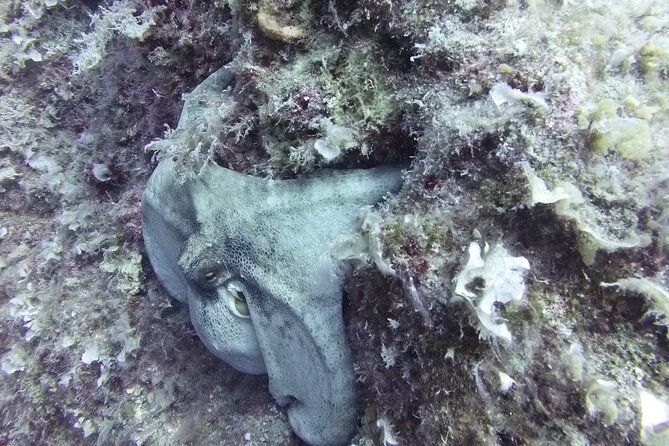 Discover SCUBA Diving with Pissouri Bay Divers - Gear setup and shallow practice with real patience
