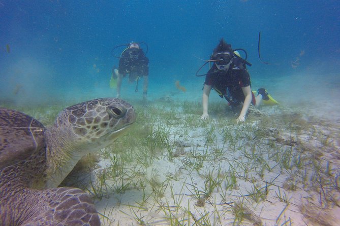 Discover Scuba Diving - The 3-Hour Flow, From Gear Check to Your First Breath