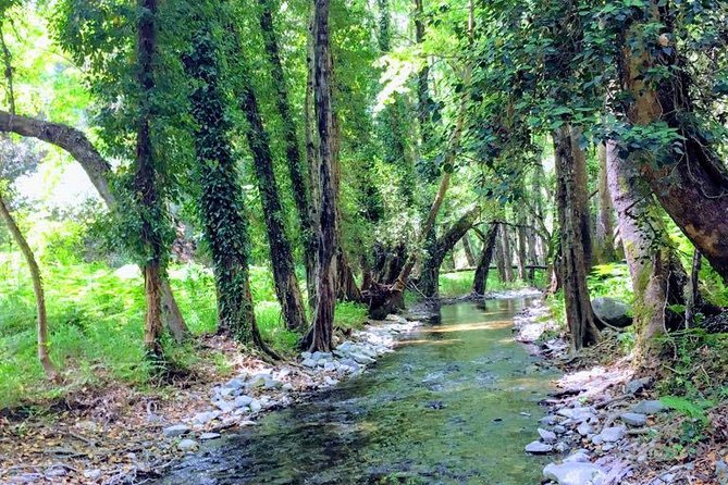 Explore Paphos forest with e-mountain bikes - Milikouri village stop: peace, shade, and proper mezze