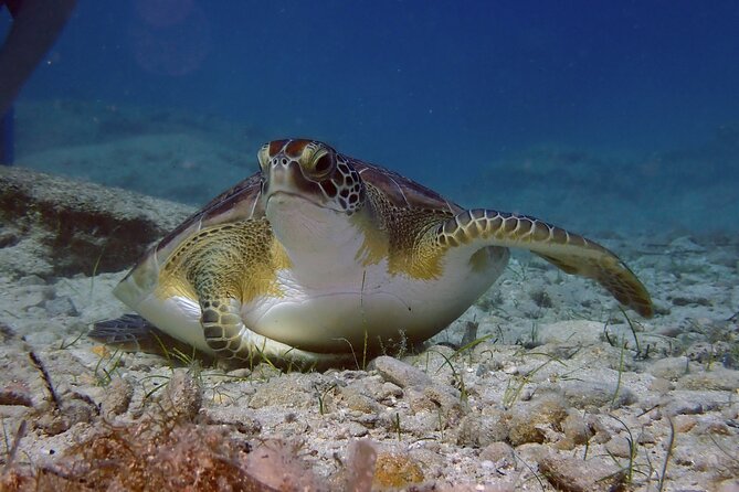 Guided snorkeling trip to the turtles in Protaras - Key highlights you’ll actually care about