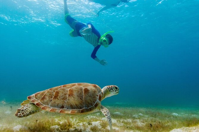 Guided snorkeling trip to the turtles in Protaras - In-water time and what up close might feel like