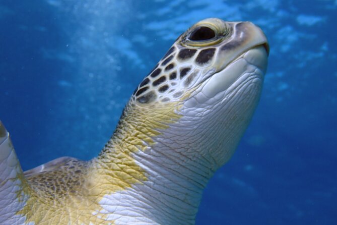 Guided snorkeling trip to the turtles in Protaras - What Xenios conservation looks like on this snorkeling trip