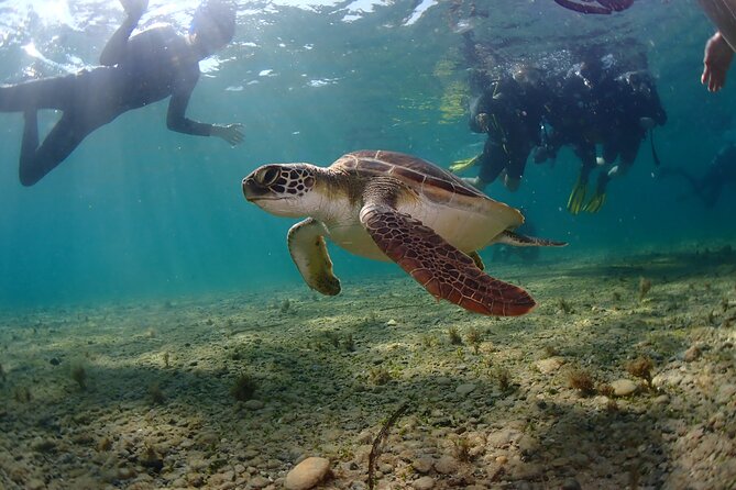 Half-Day Scuba Diving Tour - Discover Scuba Diving! - Pool skills: what you actually practice and why it matters