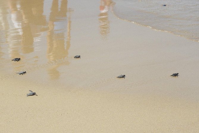 Jeep Safari to Akamas National Park: Avakas Gorge Tour from Paphos - Lara Bay Turtle Conservation Station: quiet beach work, no crowds vibe