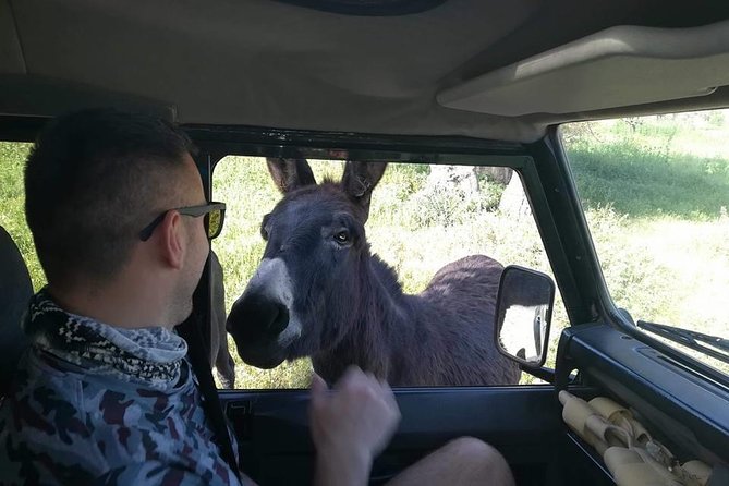 Jeep Safari to Akamas National Park: Avakas Gorge Tour from Paphos - Price and value: what $84.69 buys you in real terms