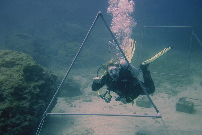 Local Guided Dives (for certified/licensed divers) - Start at Poseidon Dive Centre (Protaras) and Get Your Paperwork Done