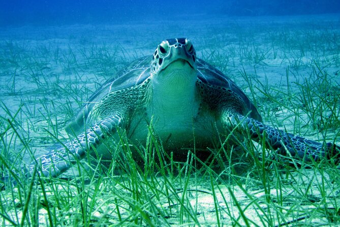 Private Discovery Dive + Photos & Videos - Price and value: what $102.79 per person really buys you