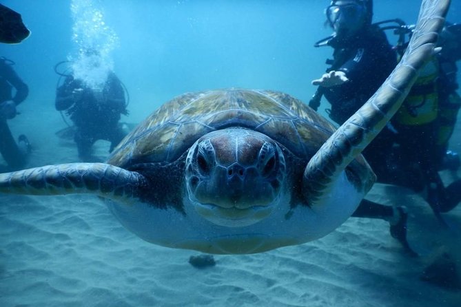 Private Diving at Zenobia Wreck in Larnaka - Nitrox on the Zenobia: mandatory, flexible, and why it can extend your day
