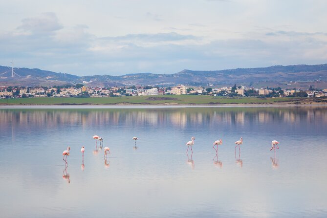 Private Full-Day Tour in Larnaca with Hotel Pick Up - Stop 3: Camel Park, the long animal break (about 2 hours)