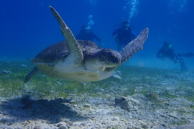 Scuba Diving Activity in Pernera - Small groups and instructor ratio: why it feels easier for beginners