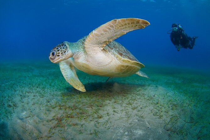 Scuba Diving Experience & MUSAN Dive + Free Edited Video 2xdives - Free edited video: when you get it and why it’s worth planning around