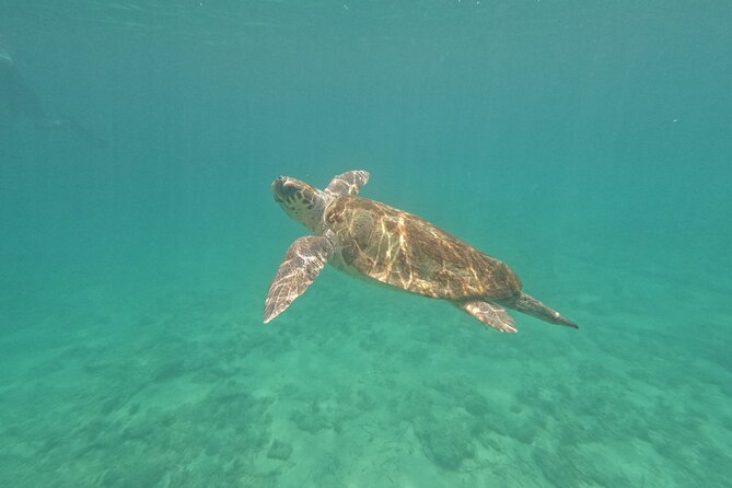 snorkeling ,Turtle Watching in Cyprus - Key highlights before you go