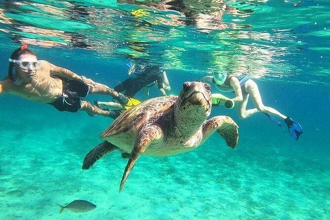 snorkeling ,Turtle Watching in Cyprus - From Tomb of the Kings to a Turtle Bay near Paphos