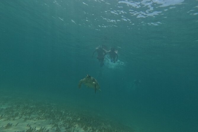 snorkeling ,Turtle Watching in Cyprus - Price and value: what you are paying for at $72.59