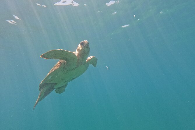 snorkeling ,Turtle Watching in Cyprus - Practical tips so your 4 hours feel smooth