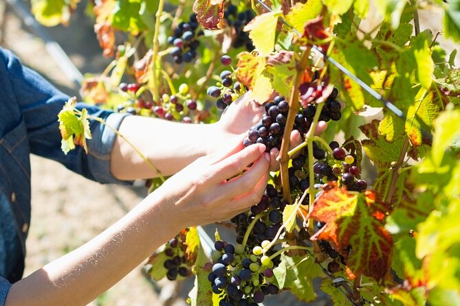 Troodos Mountains Grape Escape: All Inclusive Food & Wine Tour - Winery Stop 1: Ayia Mavri Winery and the Award-Winning Start