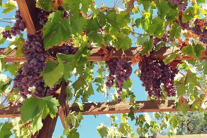 Troodos Mountains Vino Venture: All Inclusive Full Day Wine Tour - Troodos Mountains Vino Venture: the vibe you’re buying