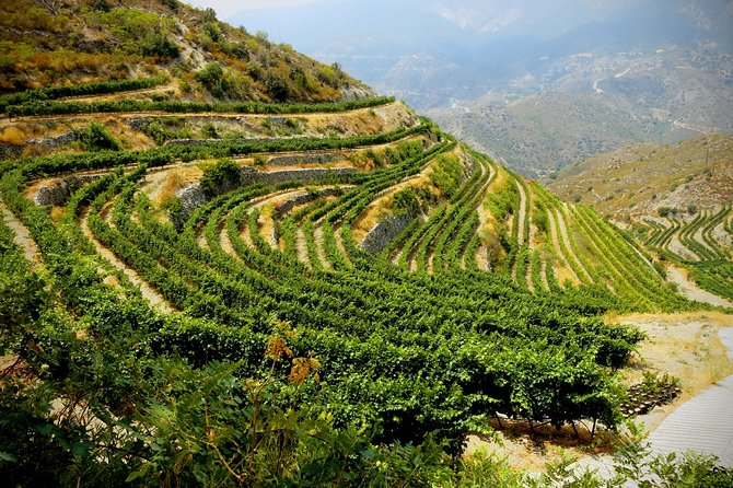 Troodos Mountains Vino Venture: All Inclusive Full Day Wine Tour - Price and value: what $142.41 buys you