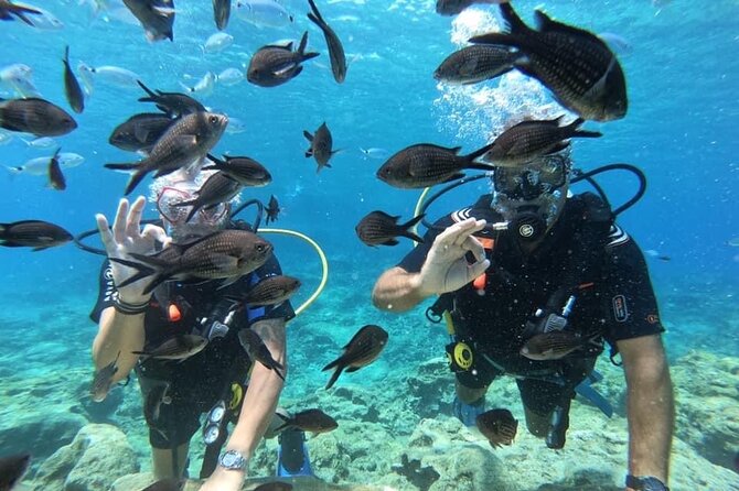 Try a Scuba Diving Experience - Your First Underwater Experience: Marine Life Odds In A Small Bay