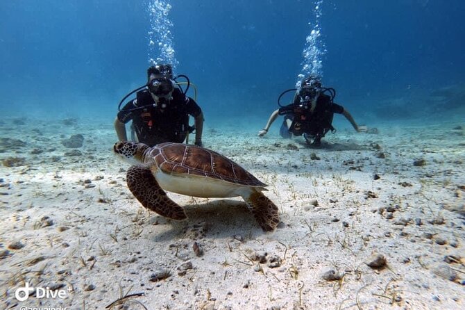 Try a Scuba Diving Experience - Photos And Videos Included: The Best Part To Plan For