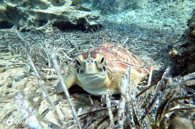 Try a Scuba Diving Experience - Price And Value: Is $90.74 Worth It For A First-Timer?