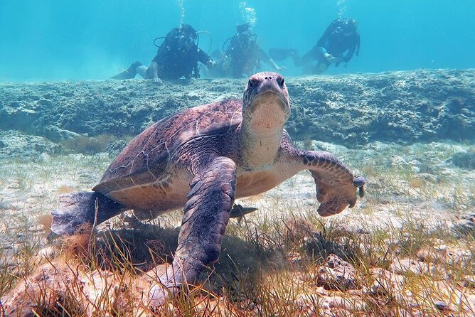 Try a Scuba Diving Experience - Who This Is Best For (And One Reason To Reconsider)